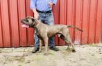 Prachtige Cane Corso dekreu Cane - beschikbaar!  Niet duur, Dieren en Toebehoren, Reu, Eén hond, 3 tot 5 jaar, Nederland