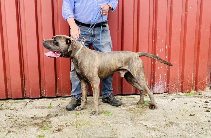 Prachtige Cane Corso dekreu Cane - beschikbaar!  Niet duur, Dieren en Toebehoren, Honden | Dekreuen, Reu, Particulier, Eén hond