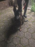 Mechelse herder te koop, Dieren en Toebehoren, Honden | Herdershonden en Veedrijvers, 15 weken tot 1 jaar, Teef, Eén hond, Herder