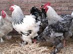 Grote brahma hanen, Dieren en Toebehoren, Pluimvee, Mannelijk, Kip