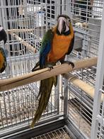 Jonge tamme Catalina Ara's met DNA en getest op alle ziektes, Meerdere dieren, Papegaai, Geringd