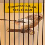 Meesgoudvink man, Dieren en Toebehoren, Mannelijk, Geringd
