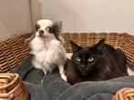 3 jarige maine coon poes, Dieren en Toebehoren, Poes, Gechipt, 3 tot 5 jaar