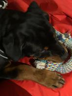 hond, Dieren en Toebehoren, 15 weken tot 1 jaar, Rabiës (hondsdolheid), Eén hond, Nederland