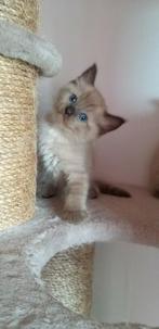 Mink Ragdoll katertje, Dieren en Toebehoren, Katten en Kittens | Raskatten | Langhaar, Meerdere dieren, Gechipt