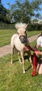 Enthousiast, schitterend mini paard veulen, Dieren en Toebehoren, Pony's, Niet van toepassing, Hengst, A pony (tot 1.17m), Recreatiepony