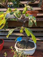 Ficus Carica Vijg Bonsai, Bloeit niet, Halfschaduw, Minder dan 100 cm, Overige soorten