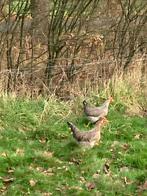 Cream legbar hennen, Dieren en Toebehoren, Pluimvee, Vrouwelijk, Kip