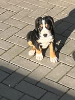 Grote zwitserse sennenhond pups, Dieren en Toebehoren, 8 tot 15 weken, Groot, Meerdere, Meerdere dieren