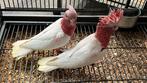 Lutino Kaketoes Super tamme 2025, Dieren en Toebehoren, Vogels | Parkieten en Papegaaien, Meerdere dieren, Parkiet, Pratend