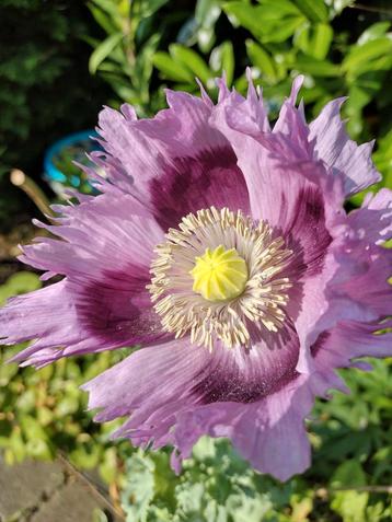 Zaden Papaver roze gerafeld  beschikbaar voor biedingen