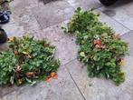 Aardbeienplanten, Tuin en Terras, Planten | Tuinplanten, Ophalen, Vaste plant, Overige soorten, Volle zon