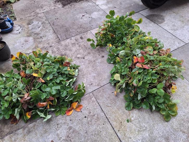 Aardbeienplanten, Tuin en Terras, Planten | Tuinplanten, Vaste plant, Overige soorten, Volle zon, Ophalen