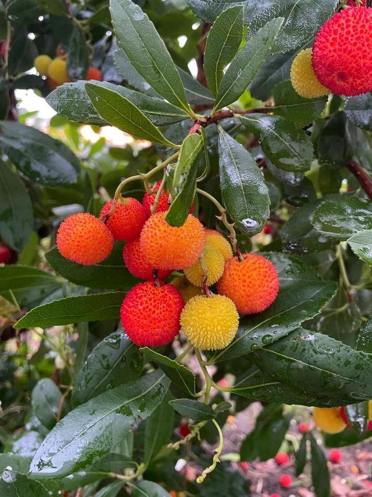 Aardbeienstruik-boom  /  Arbutus Unedo Cobra, Tuin en Terras, Planten | Tuinplanten, Vaste plant, Overige soorten, Volle zon, Herfst