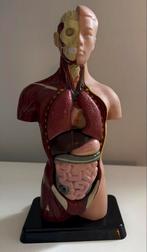 Anatomie Model van het Menselijk Lichaam, Ophalen of Verzenden, Zo goed als nieuw