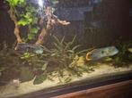 Bewezen koppel Green Terror, Dieren en Toebehoren, Vissen | Aquariumvissen, Vis
