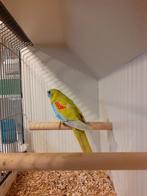 Gezocht  turquoisine man, Dieren en Toebehoren, Mannelijk, Parkiet