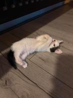 Nog één kitten beschikbaar!, Dieren en Toebehoren, Meerdere dieren, Kortharig, 0 tot 2 jaar
