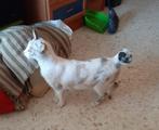 MJM Dogs Foundation: Sandra, Dieren en Toebehoren, Katten en Kittens | Overige Katten, Poes, Kortharig, 0 tot 2 jaar