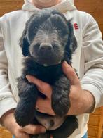 F1 zwarte Golden doodle puppies pups puppy, Dieren en Toebehoren, Honden | Niet-rashonden, Particulier, Meerdere, 8 tot 15 weken