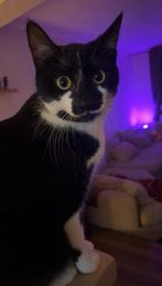 Lieve knuffel poes te koop, Dieren en Toebehoren, Katten en Kittens | Overige Katten, Poes