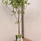 Perenboom in pot, Minder dan 100 cm, Overige soorten, In pot, Ophalen of Verzenden