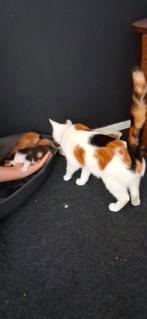 Kittens in Winschoten., Dieren en Toebehoren