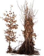 Planten voor Vogelbos Gemengde haag Voedselbos Windhaag, Ophalen of Verzenden, Overige soorten, Minder dan 100 cm