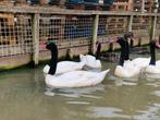 Zwarthals zwanen | Mooie dieren | Passend advies, Meerdere dieren, Gans of Zwaan