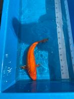 Gin Rin Benigoi te koop, Dieren en Toebehoren, Karper of Koi