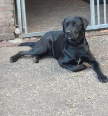 Zwarte labrador staat ter dekking beschikbaar voor biedingen
