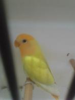 Twee agapornis rosecollies te koop, Dieren en Toebehoren, Geslacht onbekend, Dwergpapegaai of Agapornis