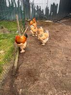 Brahma broedeieren!, Dieren en Toebehoren, Meerdere dieren, Kip