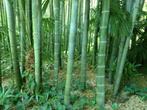 Phyllostachys edulis - moso reuzen bamboe, Ophalen of Verzenden, Overige soorten
