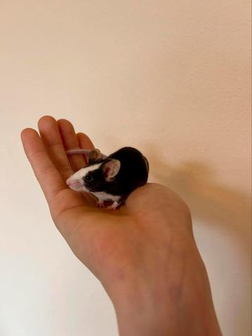 Solitaire kleurmuis ter adoptie beschikbaar voor biedingen