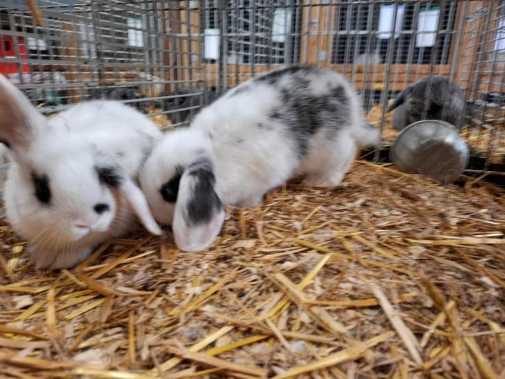 Mooie tamme dwerg hangoortjes  in verschillende kleuren, Dieren en Toebehoren, Konijnen, Dwerg, Mannelijk