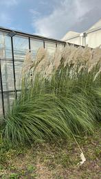 Pampasgras (Cortaderia) pluimen, Ophalen, Halfschaduw, 150 tot 200 cm
