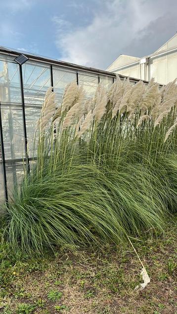 Pampasgras (Cortaderia) pluimen beschikbaar voor biedingen