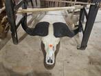 Afrikaanse kafferbuffel schedel taxidermy, Ophalen of Verzenden, Nieuw, Wild dier, Schedel