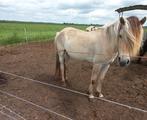 Lieve 3 jarige fjord haflinger merrie, Dieren en Toebehoren, Merrie