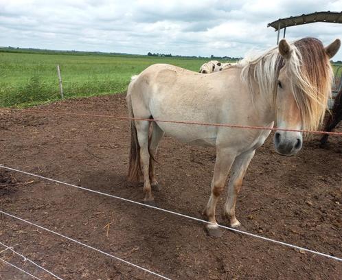 Lieve 3 jarige fjord haflinger merrie, Dieren en Toebehoren, Paarden en Pony's | Dekhengsten en Fokmerries, Merrie