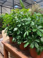 Schefflera compacta – compacte, volle kamerplant van 60 cm, Huis en Inrichting, Kamerplanten, Ophalen