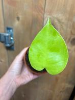 Monstera deliciosa variegata lemon lime fullmoon plant large, Ophalen of Verzenden, Overige soorten, Minder dan 100 cm