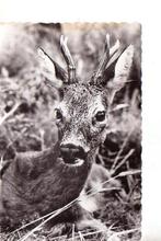 Ansichtkaart	Reebok, Verzamelen, Ansichtkaarten | Dieren, Verzenden, 1960 tot 1980, Gelopen, Wild dier