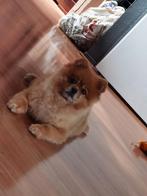 Dekreu Klein Spitz, Keeshond, Pomeranian, Duitse Spitz, 6 jaar of ouder, Particulier, Reu, Buitenland