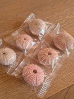 A set of 6 pink sea urchins, Ophalen of Verzenden, Zo goed als nieuw, Foto of Kaart