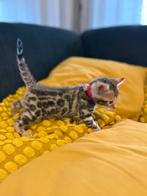 Prachtige Bengal kittens beschikbaar voor reservering, Dieren en Toebehoren, Katten en Kittens | Raskatten | Korthaar, Meerdere dieren