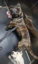 Presa canario bully xl bandog pitbull pitbull xl dekreu, Particulier, Parvo, 1 tot 2 jaar, Reu