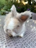 Engelse Angora konijn, raszuiver, Mannelijk, Middelgroot, 0 tot 2 jaar