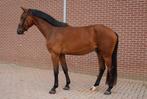 Atletische 3-jarige nakomeling van Next Pitch, Dieren en Toebehoren, Gechipt, Ruin, Dressuurpaard, 3 tot 6 jaar